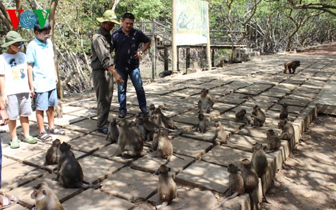 Natural beauty of Can Gio primeval mangrove forest  - ảnh 12